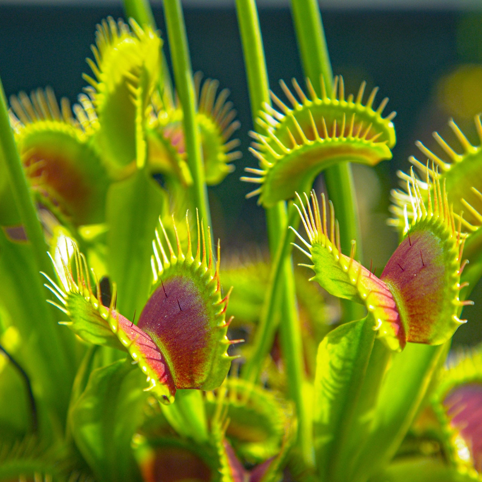 Green Venus Flytrap – Live Carnivorous Plant for Home Décor